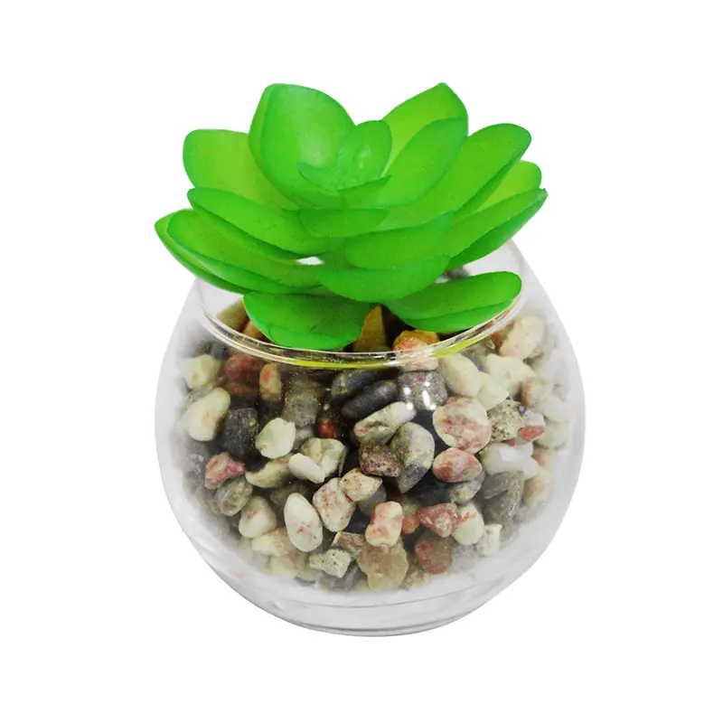 FLOR PERMANENTE SUCULENTA COM VASO DE VIDRO AQUARIO 5,5X6CM DE Ø